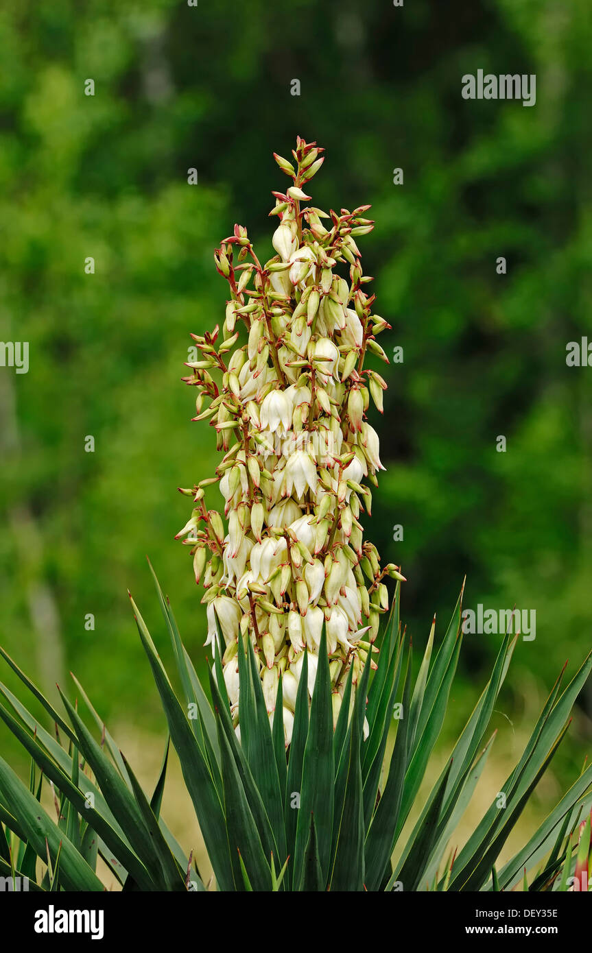 Adams Nadel (Yucca Filamentosa), in Nordamerika, Zierpflanze Stockfoto