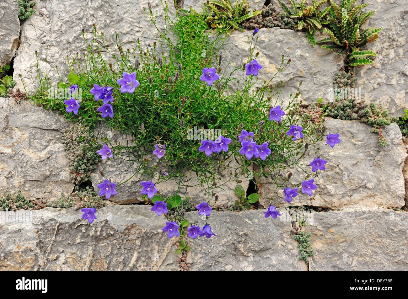 Glockenblume (Campanula SP.), Gartenpflanze Stockfoto
