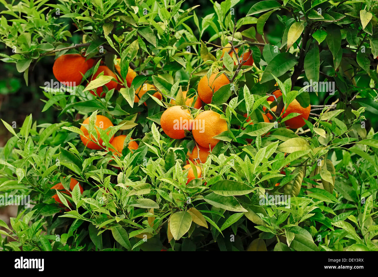 Orange (Citrus Sinensis), Früchte auf dem Baum, Provence, Südfrankreich, Frankreich, Europa Stockfoto
