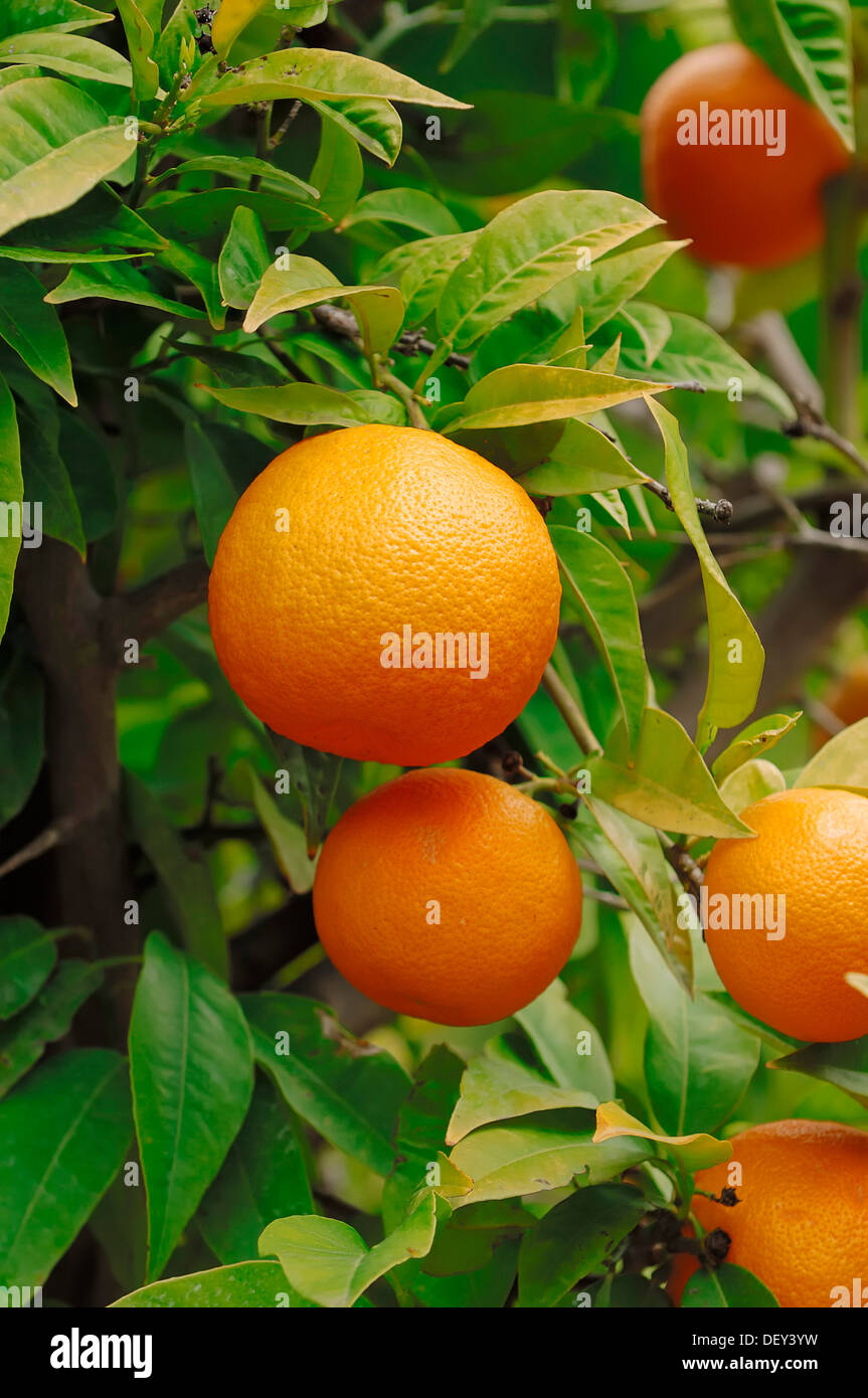 Orange (Citrus Sinensis), Früchte auf dem Baum, Provence, Südfrankreich, Frankreich, Europa Stockfoto