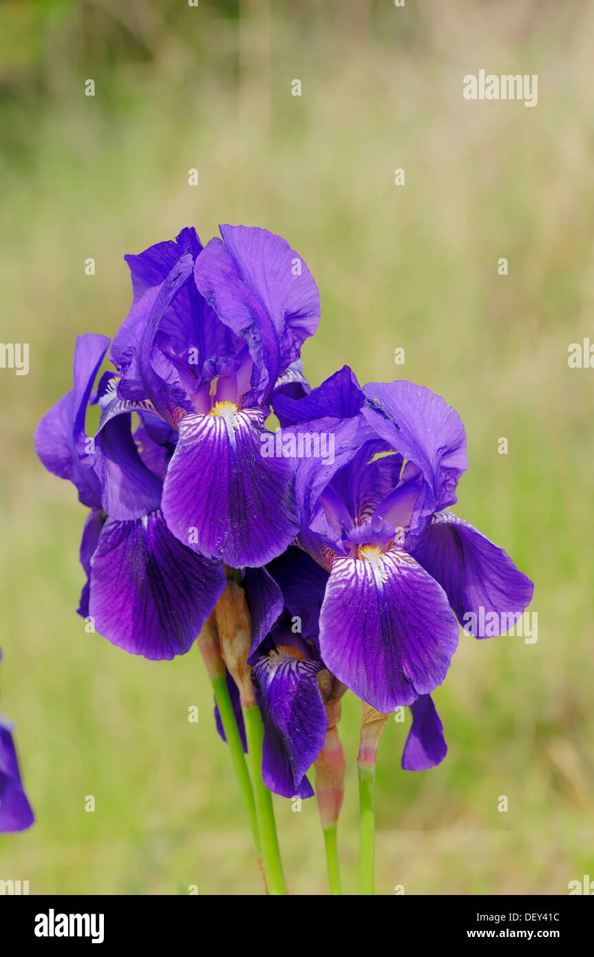 Iris (Iris Barbata Hybriden), Gartenpflanze, Zierpflanze Stockfoto
