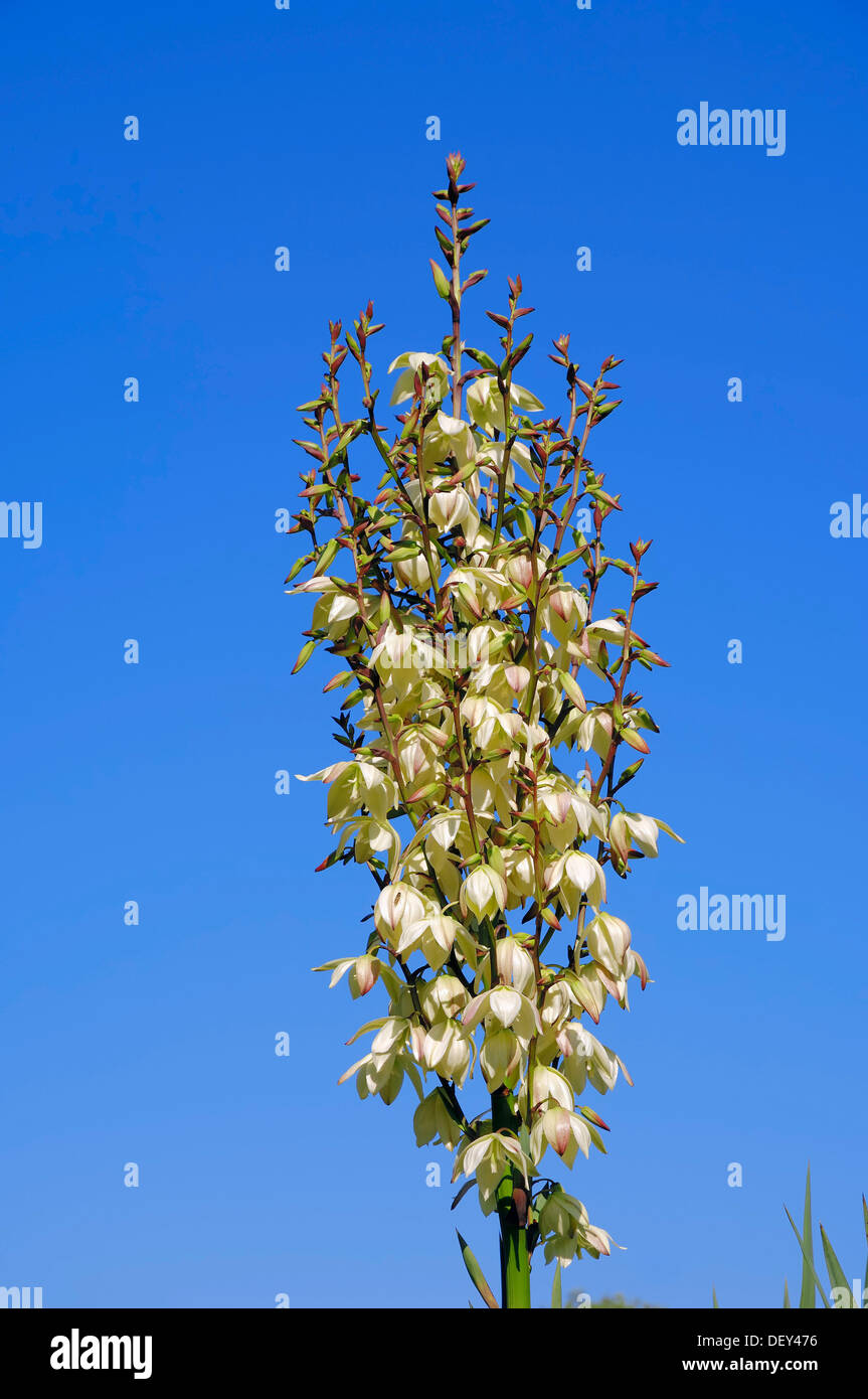 Adams Nadel (Yucca Filamentosa), in Nordamerika, Zierpflanze Stockfoto