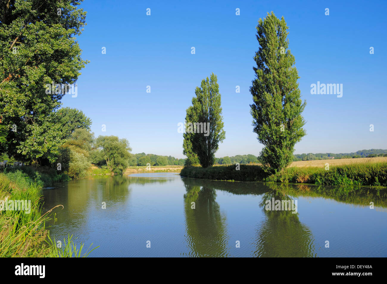 Lombardei-Pappeln (Populus Nigra var. Italica) entlang des Flusses Lippe, Nordrhein-Westfalen Stockfoto