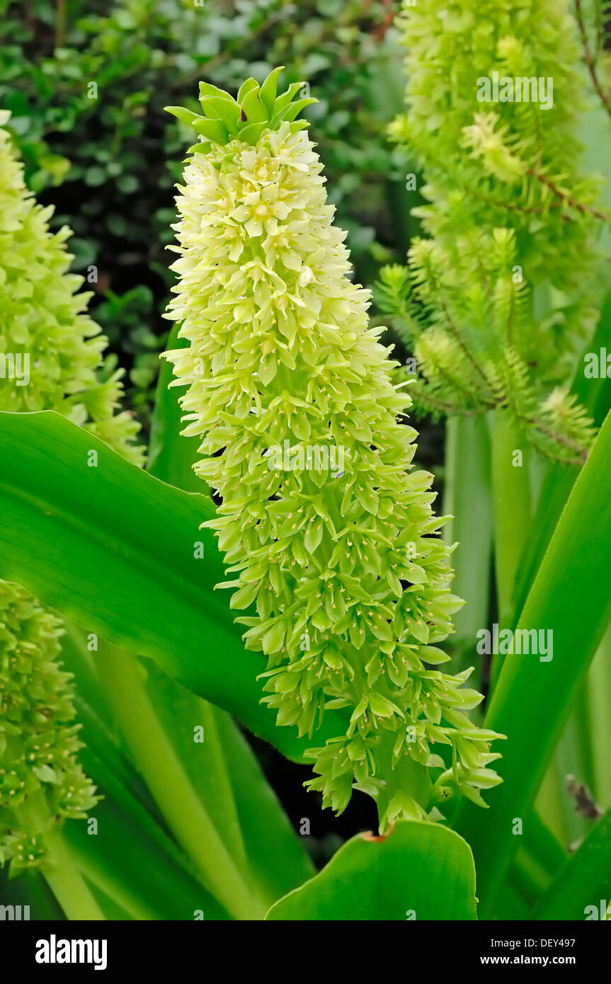 Ananas-Lily (Eucomis bicolor), stammt aus Afrika, Zierpflanze Stockfoto