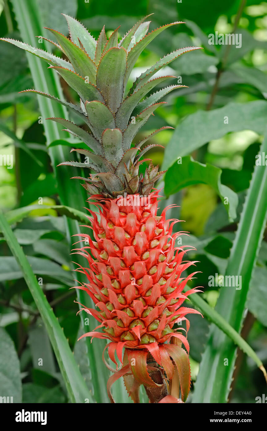 Ananas (Ananas Comosus), Pflanze mit Früchten Stockfoto