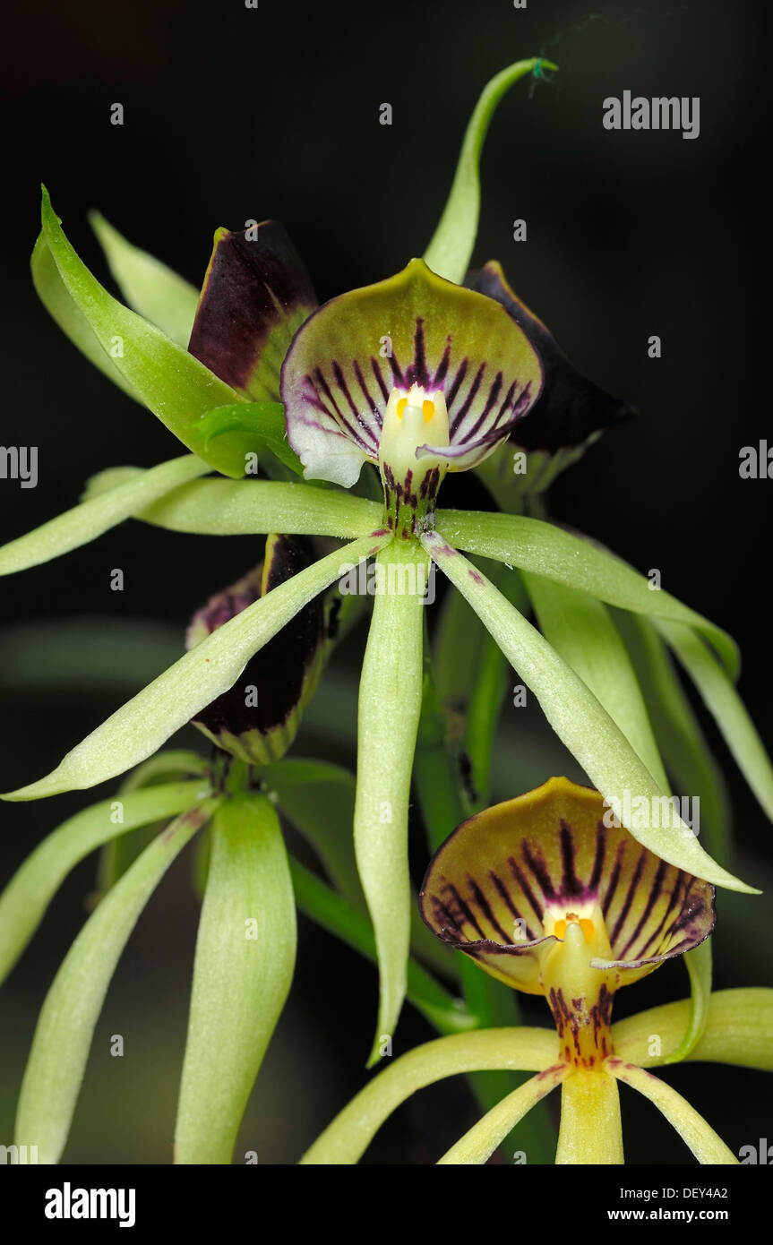 Orchidee (Epidendrum Green Hornet, Encyclia Green Hornet), Hybriden von Encyclia Encyclia X cochleatum Lancifolium, Zierpflanze Stockfoto