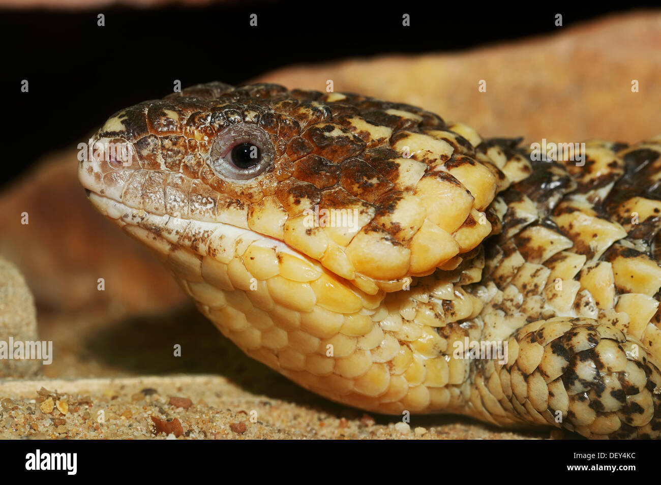 Bobtail Skink oder westliche Shingleback (Tiliqua Rugosa, Rogner a), Porträt, ursprünglich aus Australien, Gefangenschaft, Bergkamen Stockfoto