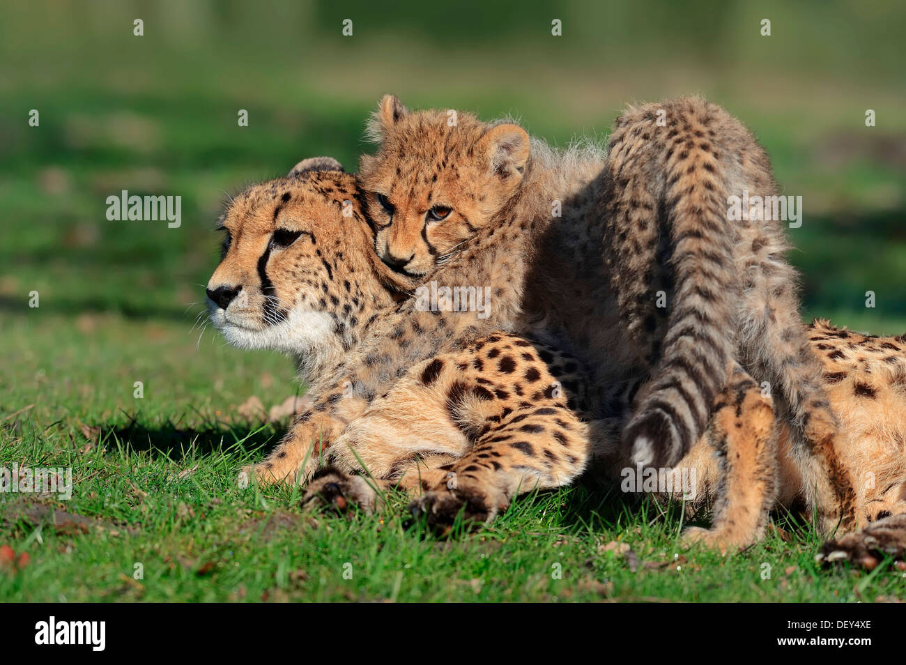 Gepard (Acinonyx Jubatus), Jungtier, spielen mit weiblich, vorkommen in Afrika, Gefangenschaft, Deutschland Stockfoto