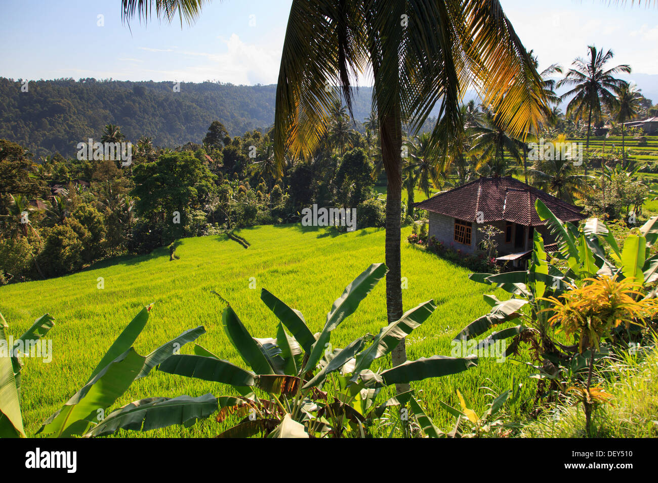 Indonesien, Bali, Mittelgebirge, Munduk, Reisfelder und Berge Landschaft rund um das beliebte Wanderziel von Munduk Stockfoto