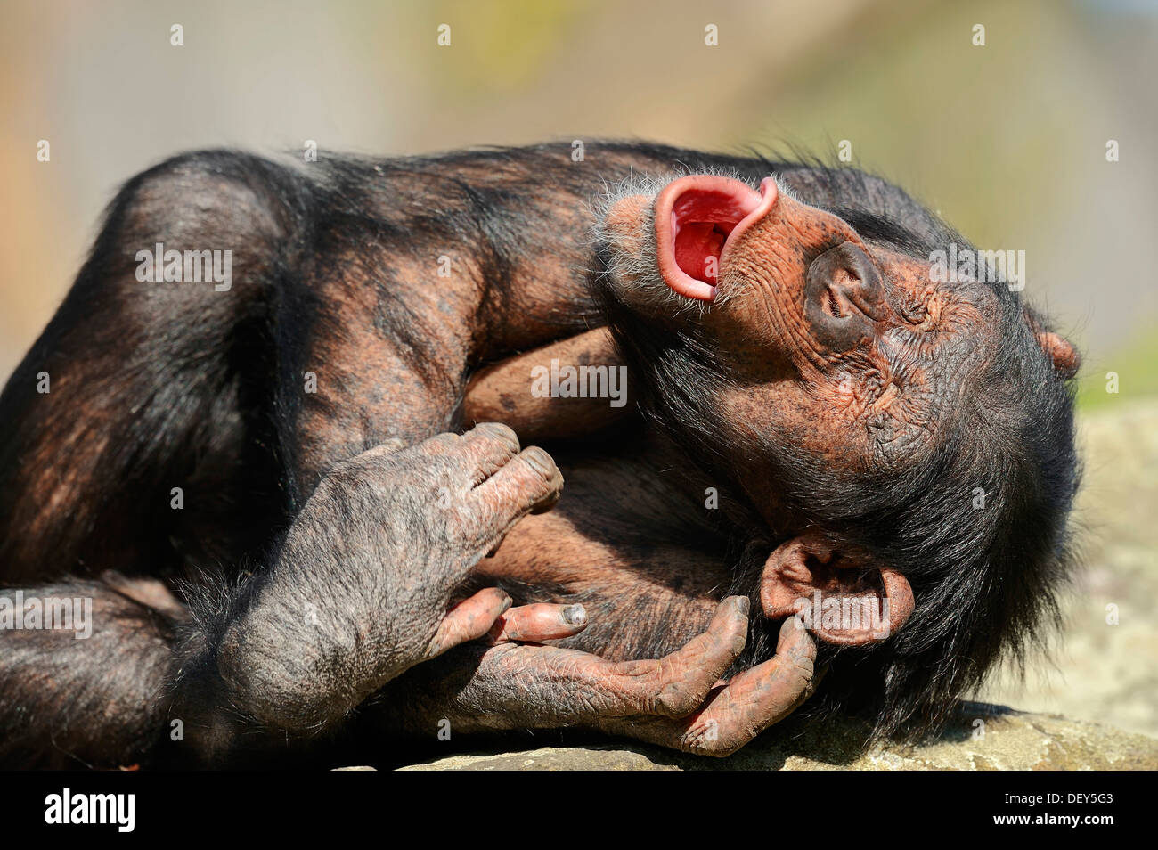 Schimpanse (Pan Troglodytes), Männlich, Gähnen, vorkommen in Afrika, Gefangenschaft, Deutschland Stockfoto