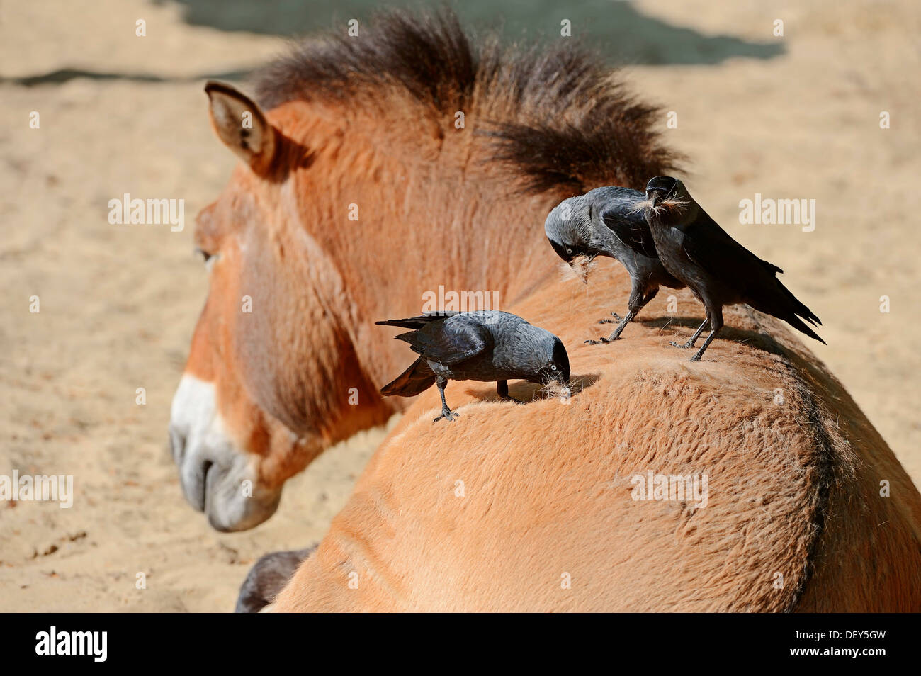 Dohlen (Corvus Monedula, Coloeus Monedula) sammeln Haare auf der Rückseite ein Przewalski Pferd, Wildpferd, asiatischen Wildpferd oder Stockfoto