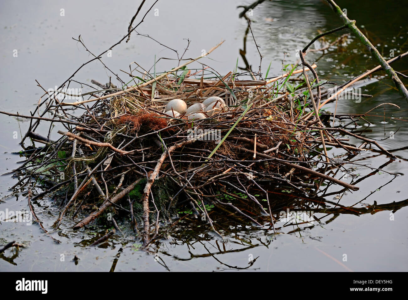 Blässhuhn (Fulica Atra), nest mit Eiern, North Rhine-Westphalia, Germany Stockfoto