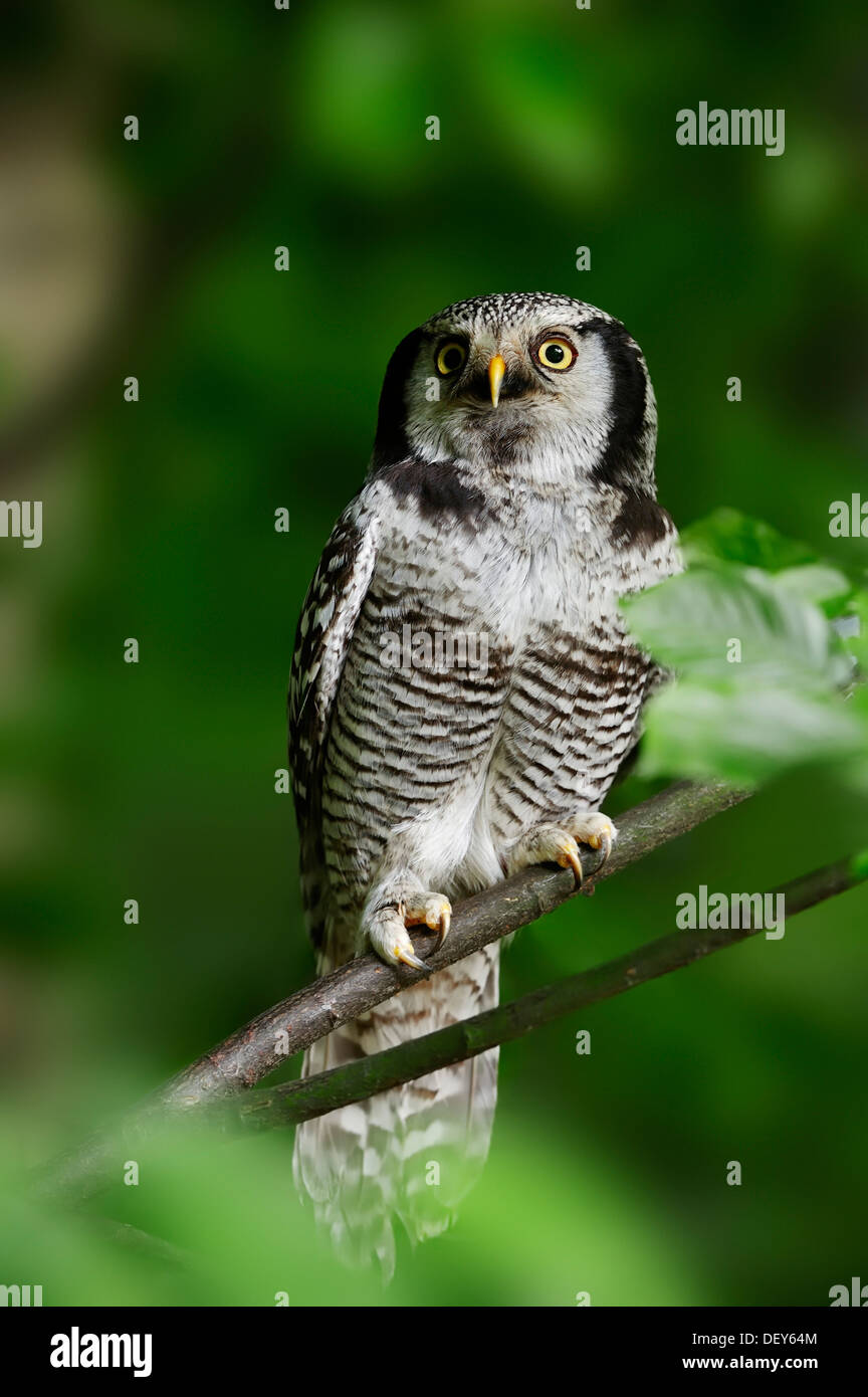 Eurasische Sperbereule (Surnia Ulula Ulula), in Gefangenschaft, Deutschland Stockfoto