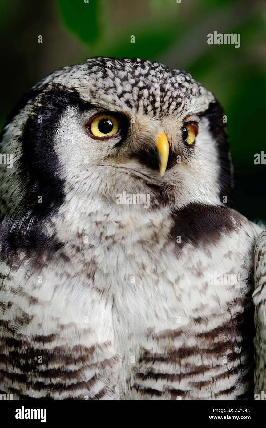 Eurasische Sperbereule (Surnia Ulula Ulula), Porträt, in Gefangenschaft, Deutschland Stockfoto