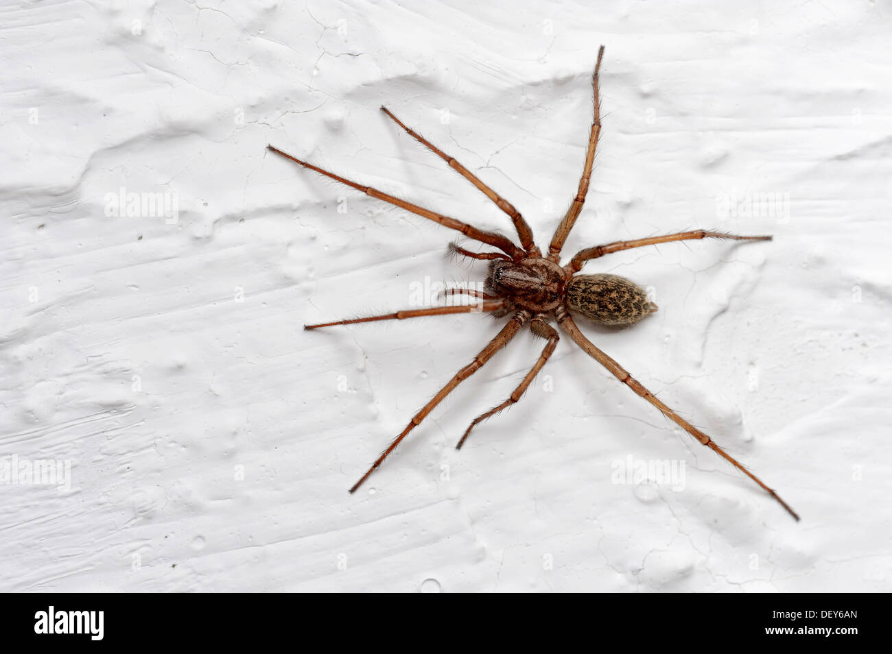 Staub-Spinne oder Dustbunny Spider (Tegenaria Atrica), Bergkamen, Nordrhein-Westfalen, Deutschland Stockfoto