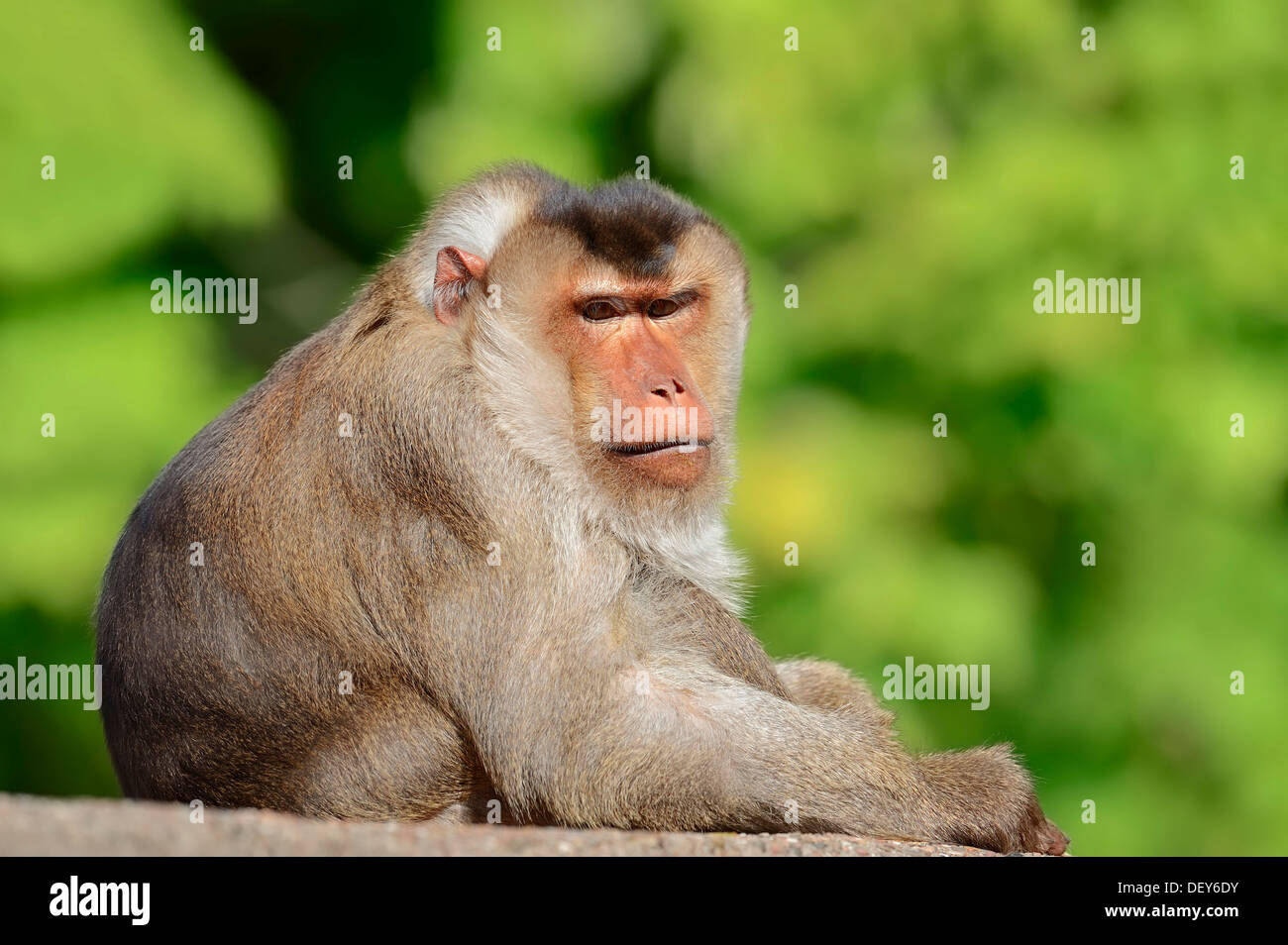 Südlichen Schwein-tailed Macaque (Macaca Nemestrina), Männlich, erscheinen auf der malaiischen Halbinsel, Sumatra und Borneo, gefangen Stockfoto