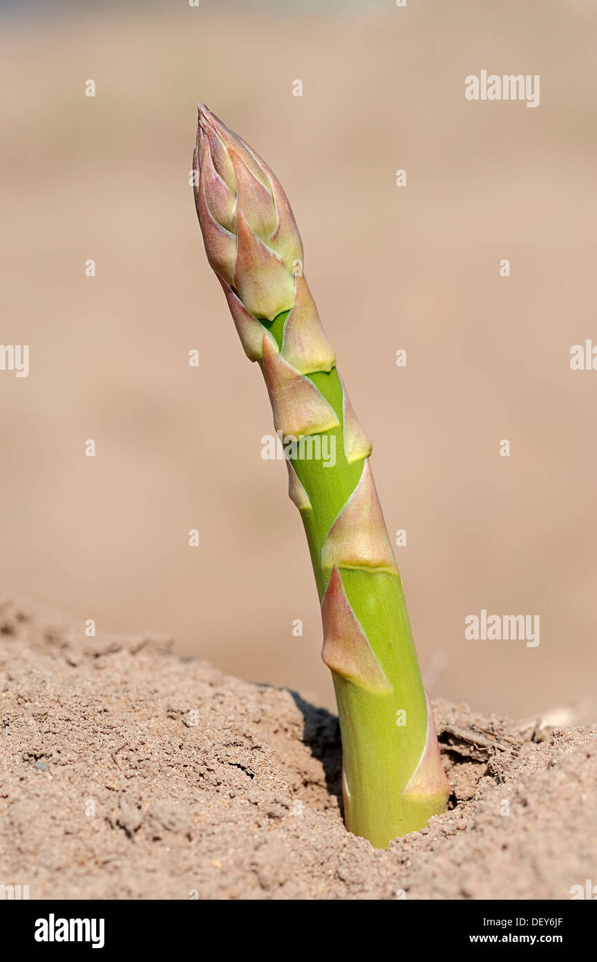 Grüner Spargel (Spargel Officinalis) wächst auf einem Feld, Bergkamen, Nordrhein-Westfalen, Deutschland Stockfoto