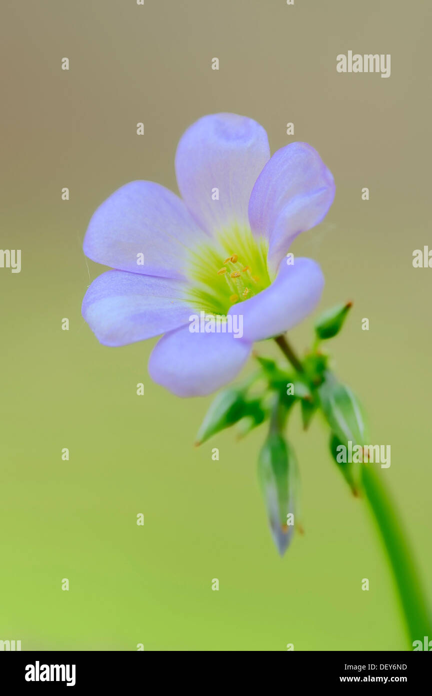 Blaue oxalis Fotos und Bildmaterial in hoher Auflösung Alamy