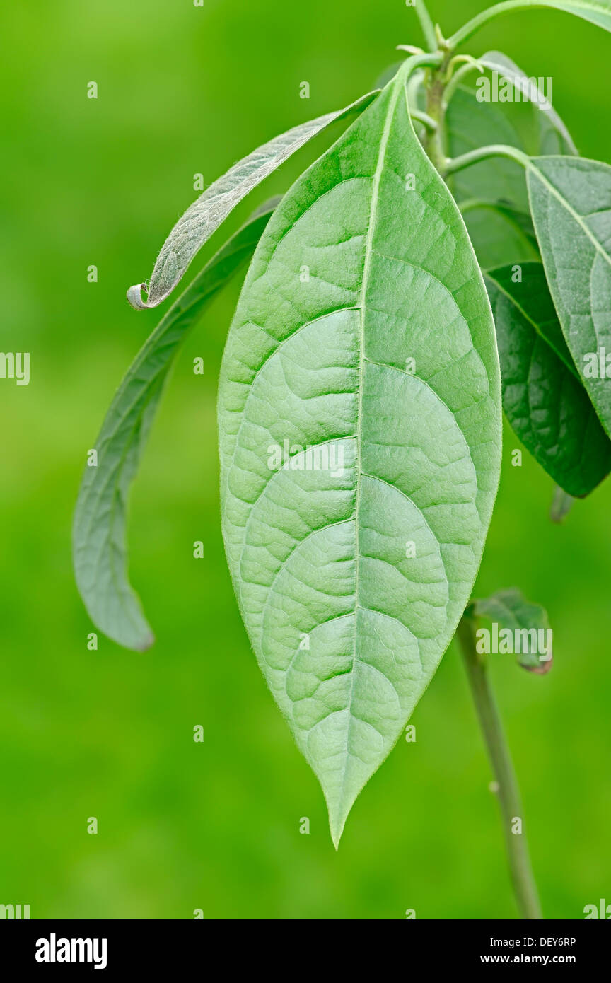 Avocado (Persea Americana), Blatt, North Rhine-Westphalia, Germany Stockfoto