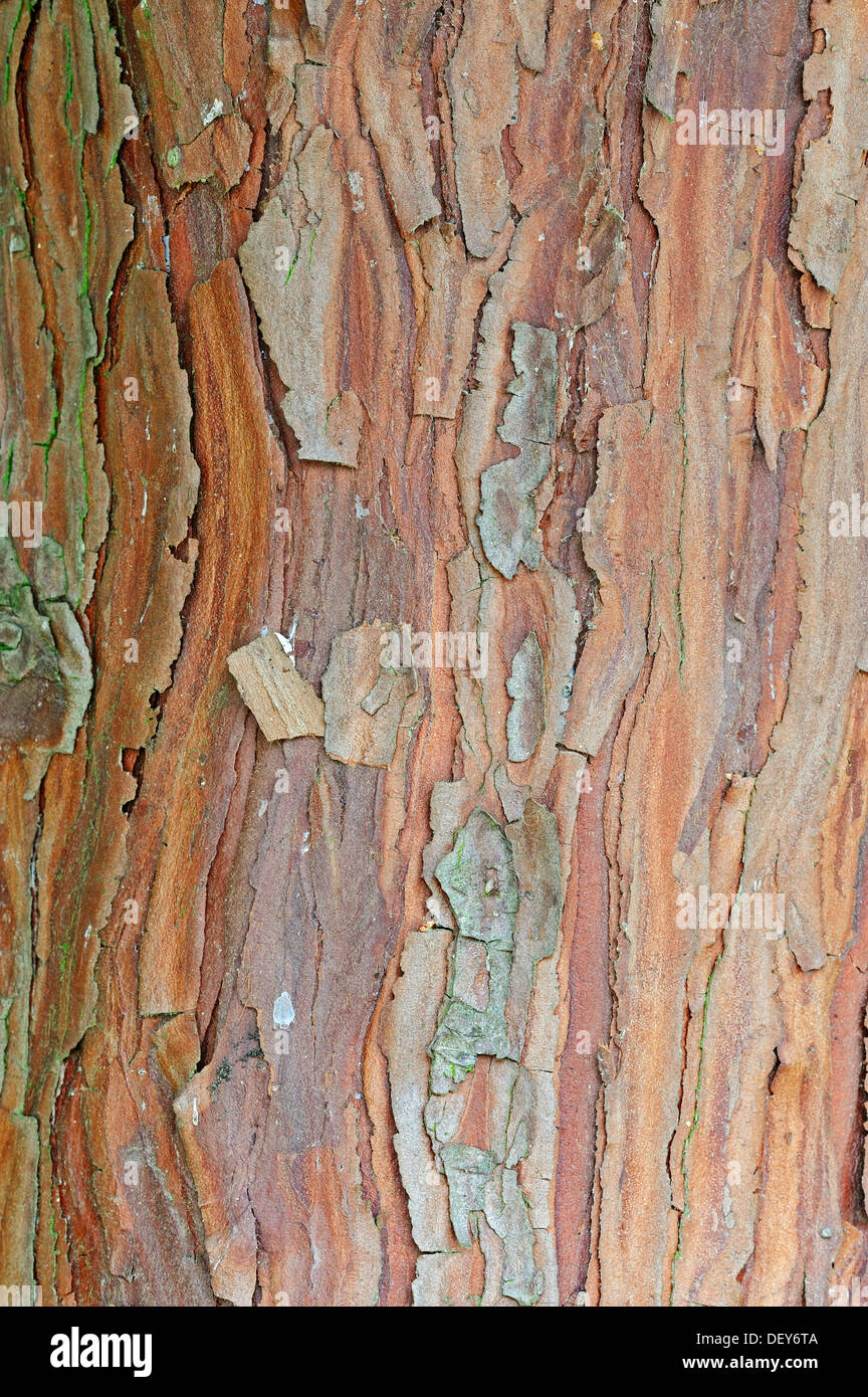 Zeder, Lebensbaum (Thuja Occidentalis) Rinde, vorkommen in Nordamerika,  North Rhine-Westphalia, Deutschland Stockfotografie - Alamy