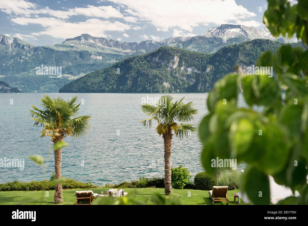 Palmen in Weggis, Vierwaldstättersee, Luzern, Schweiz, Europa  Stockfotografie - Alamy