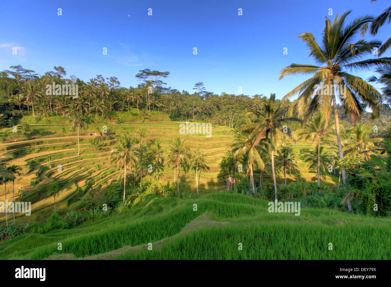 Indonesien, Bali, Ubud, Tegallalang/Ceking Reis-Terrassen Stockfoto