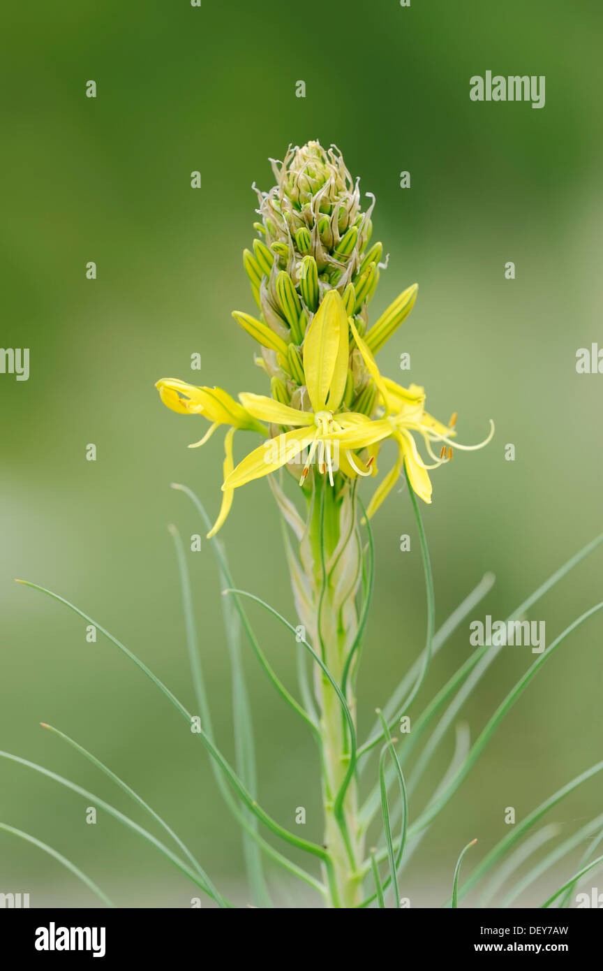 Asphodel blatt Fotos und Bildmaterial in hoher Auflösung Alamy
