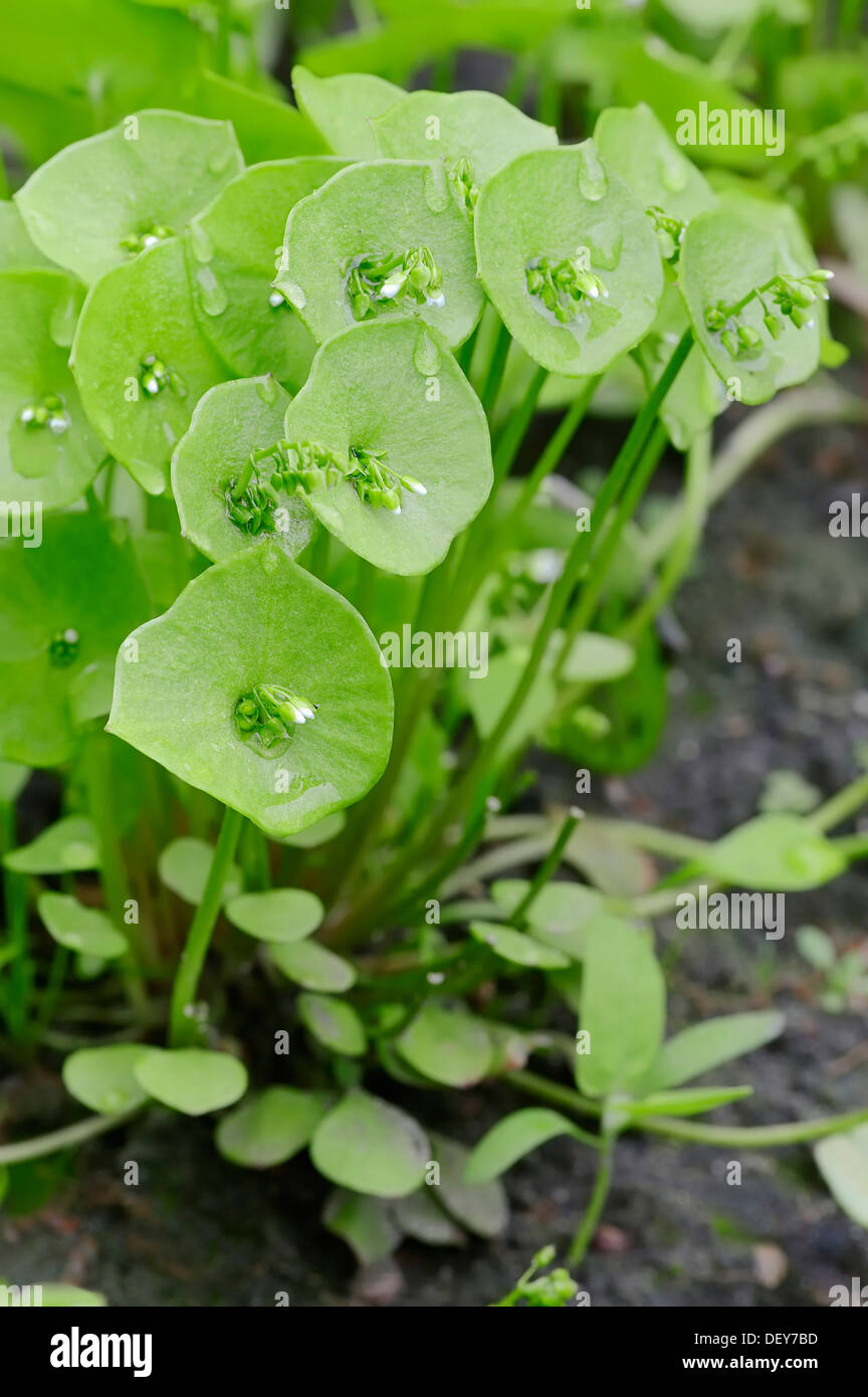 Miner's Salat, Winter-Portulak oder Indian Salat (Claytonia mitriformis Sy Montia mitriformis), Bergkamen Stockfoto