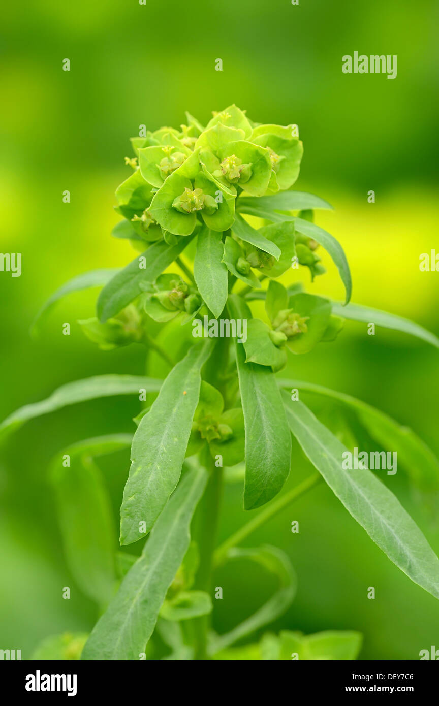 Grüne Wolfsmilch oder grünen Wolfsmilch (Euphorbia Esula), North Rhine-Westphalia, Germany Stockfoto