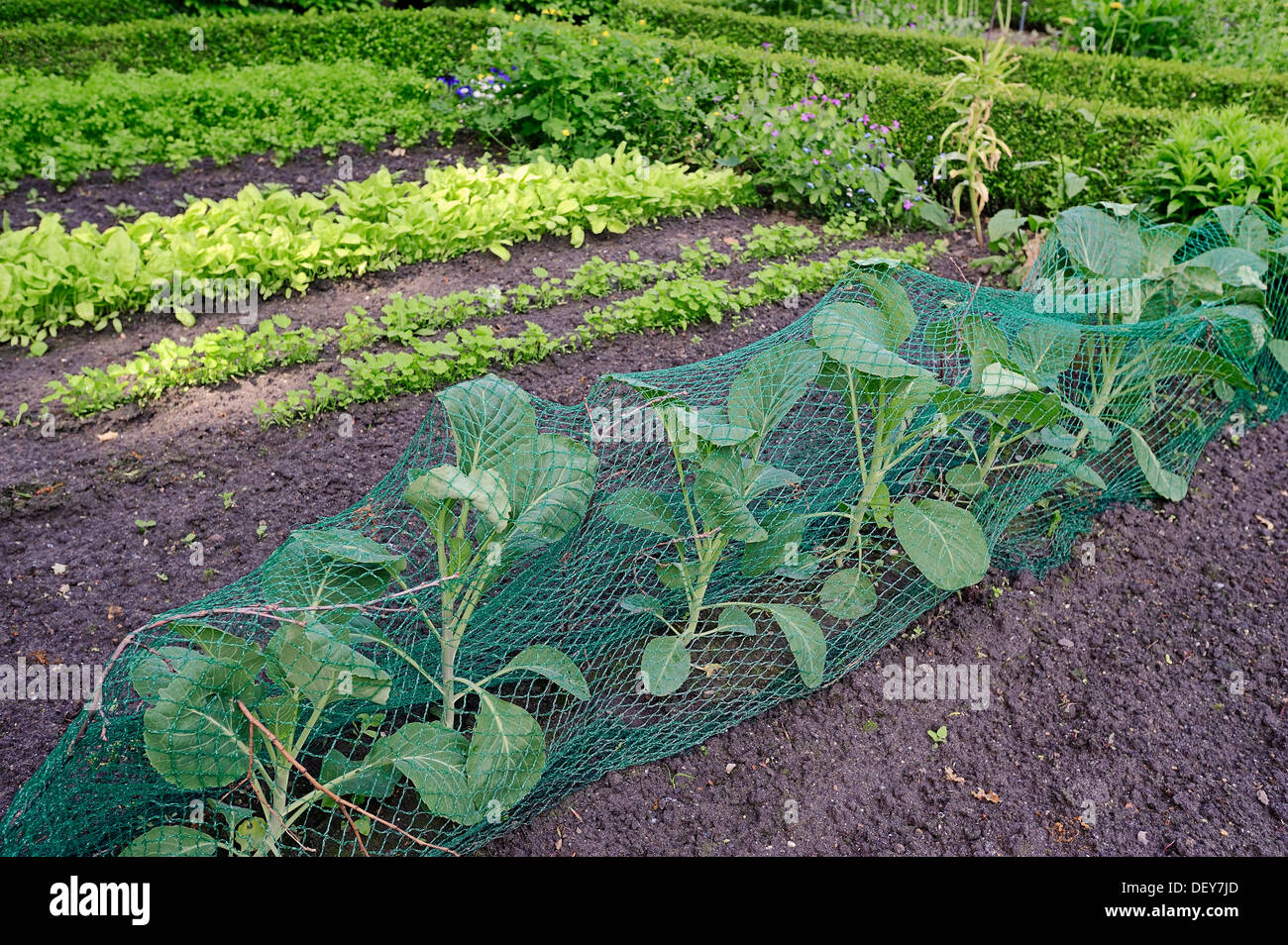 Gemüsebeet mit Weißkohl (Brassica Oleracea Convar. Capitata F. Alba), Bergkamen, Nordrhein-Westfalen, Deutschland Stockfoto