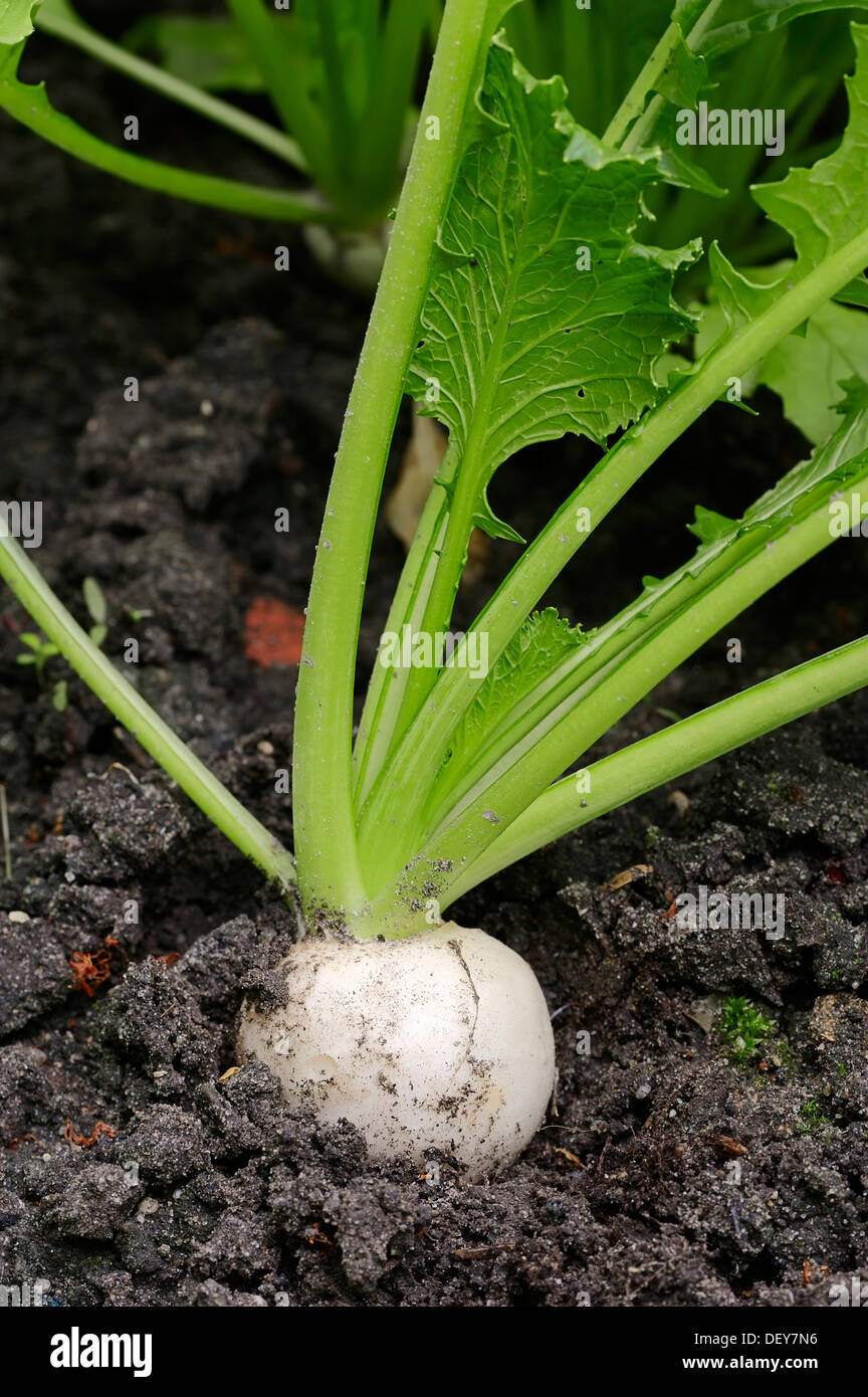 Brassica Rapa Subsp Rapa Var Majalis – DPNWN