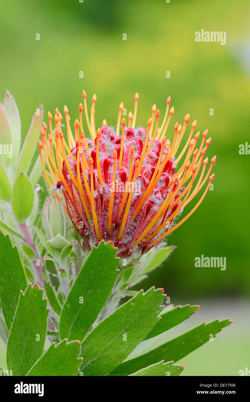 Protea oder Nadelkissen Pflanze, Outeniqua Nadelkissen und Multifunktionsleisten-Nadelkissen Hybrid (Leucospermum Glabrum X tottum) Blume Stockfoto