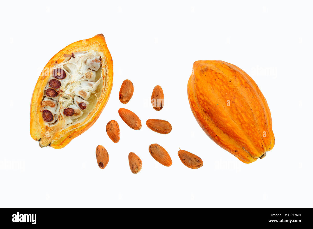 Halbierte Frucht mit Kakaobohnen (Theobroma Cacao) Stockfoto