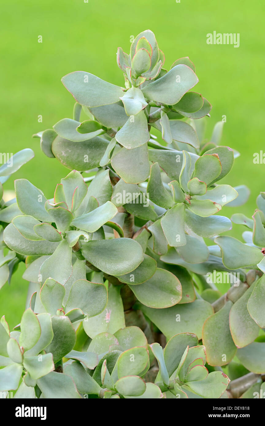 Silber-Dollar-Anlagen, Geldbaum oder Penny Tree (Crassula Arborescens) Stockfoto
