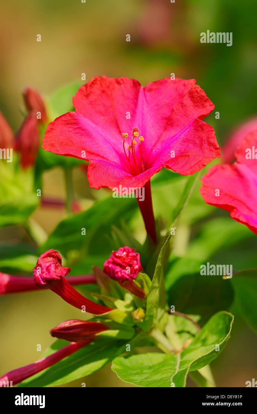 04:00 Blume oder bewundern Sie von Peru (Mirabilis Jalapa), Blume, vorkommen in Mittelamerika, North Rhine-Westphalia, Deutschland Stockfoto