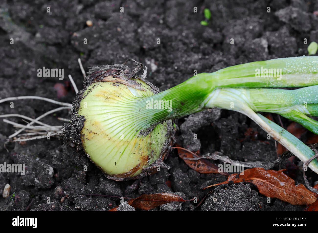 Zwiebel oder Birne Zwiebel (Allium Cepa), Bergkamen, Nordrhein-Westfalen, Deutschland Stockfoto