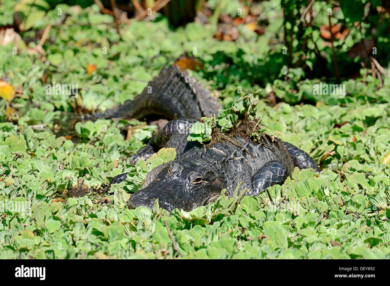 Amerikanischer Alligator (Alligator Mississippiensis) umgeben von Wasser Kohl oder Wasser Salat (Bahnfahrer Stratiotes) Stockfoto