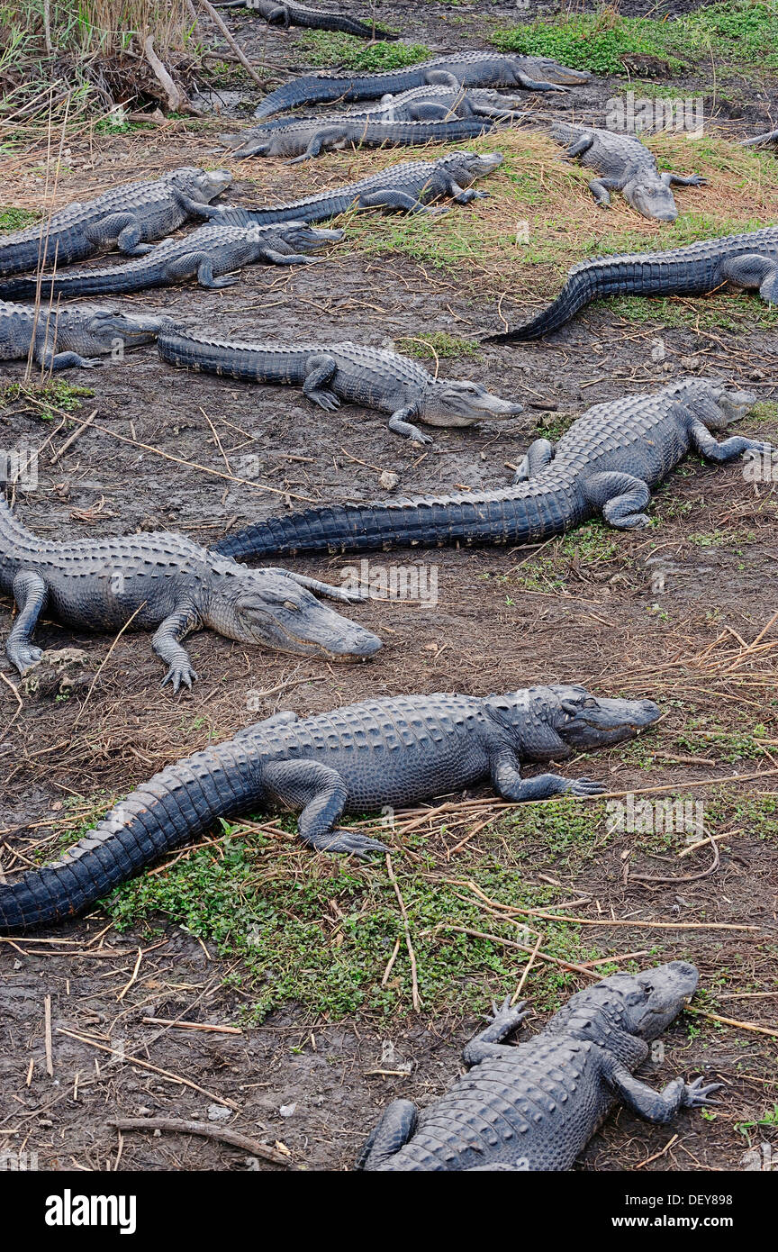 Mississippi alligator Fotos und Bildmaterial in hoher Auflösung Alamy