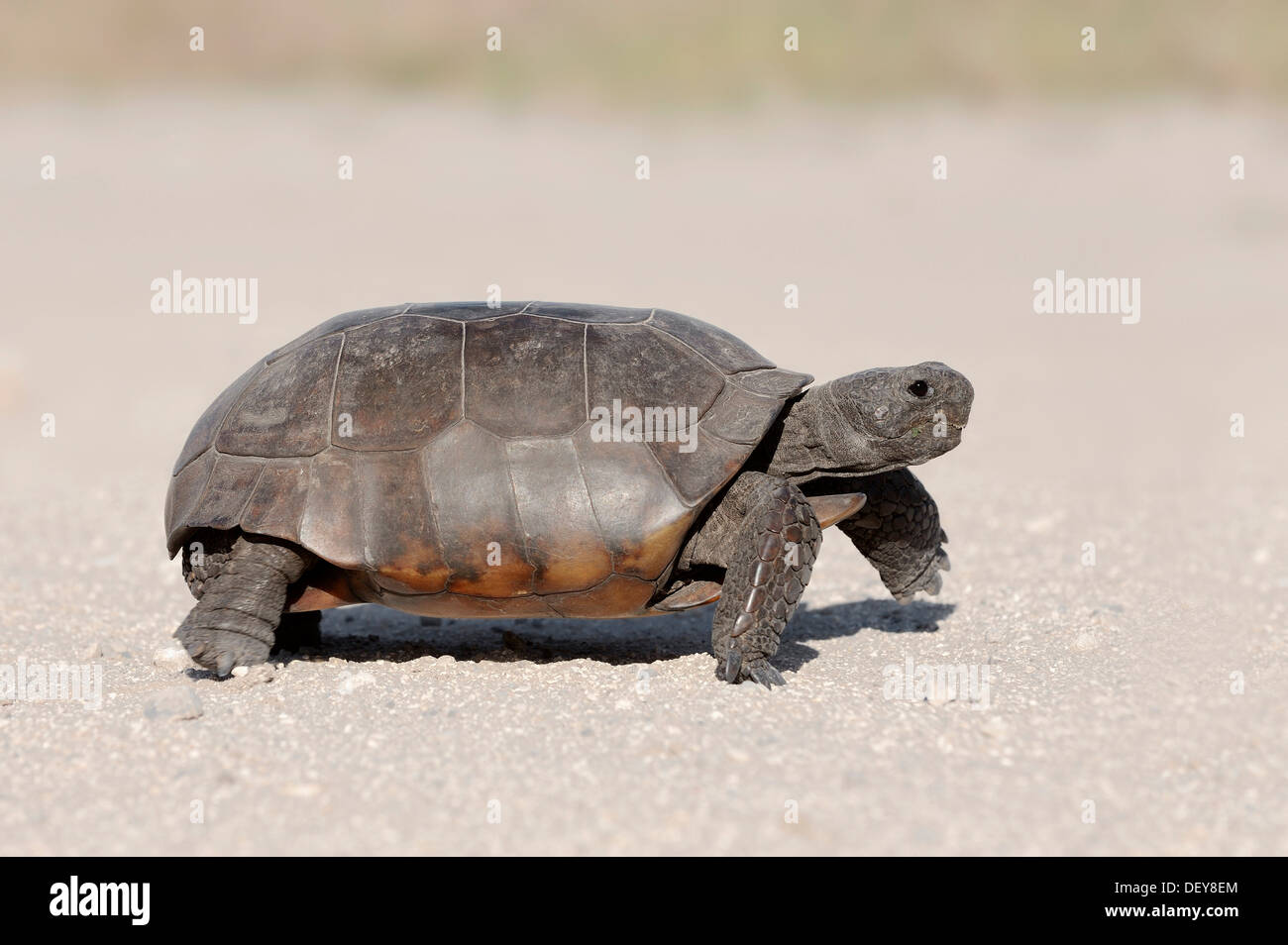 Gopher-Schildkröte (Gopherus Polyphemus), Florida, Vereinigte Staaten Stockfoto