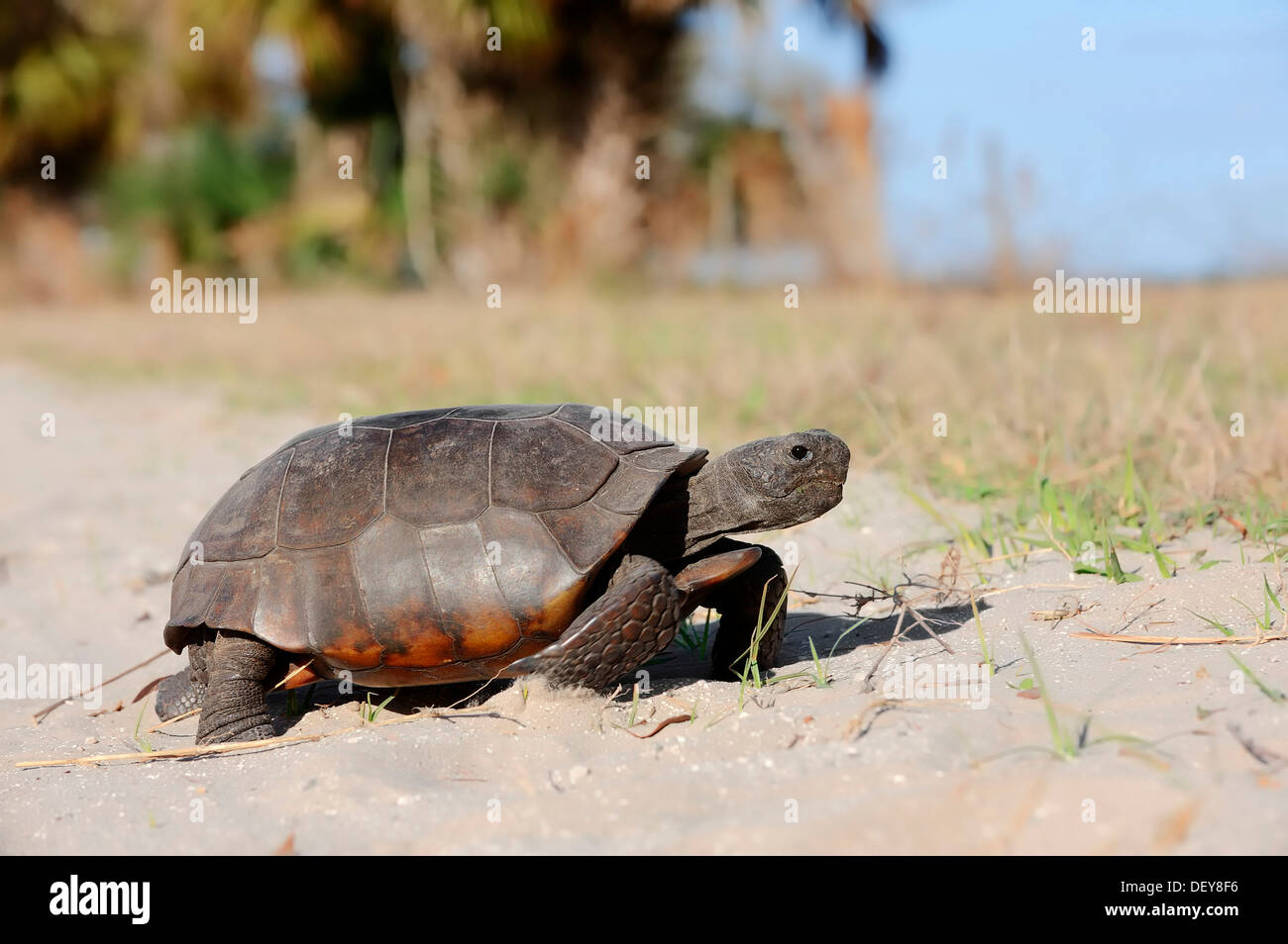 Gopher-Schildkröte (Gopherus Polyphemus), Florida, Vereinigte Staaten Stockfoto