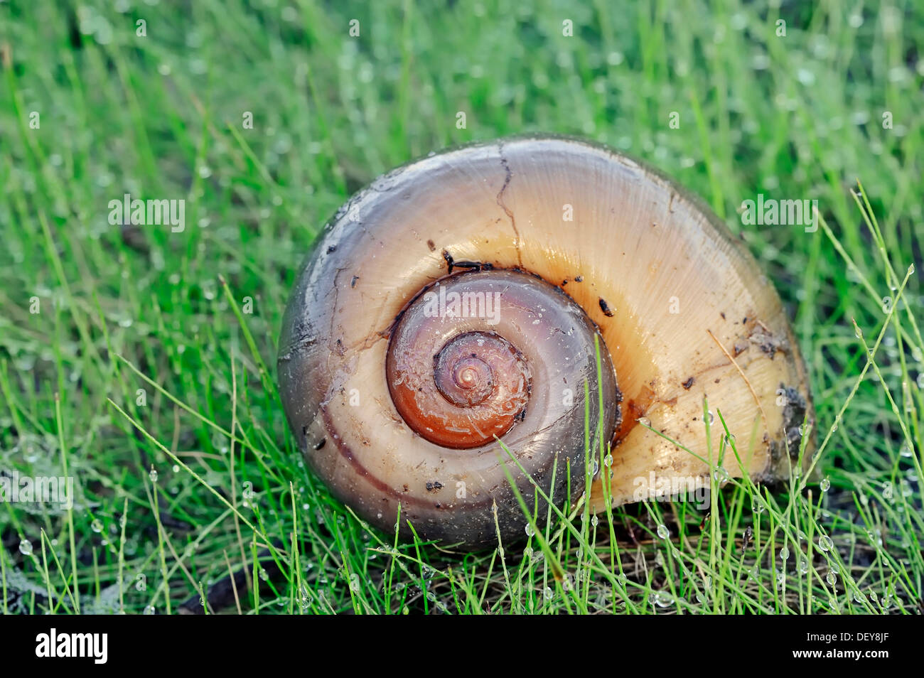 Gechannelte Applesnail (Pomacea Rinnentang), Shell, Florida, Vereinigte Staaten Stockfoto