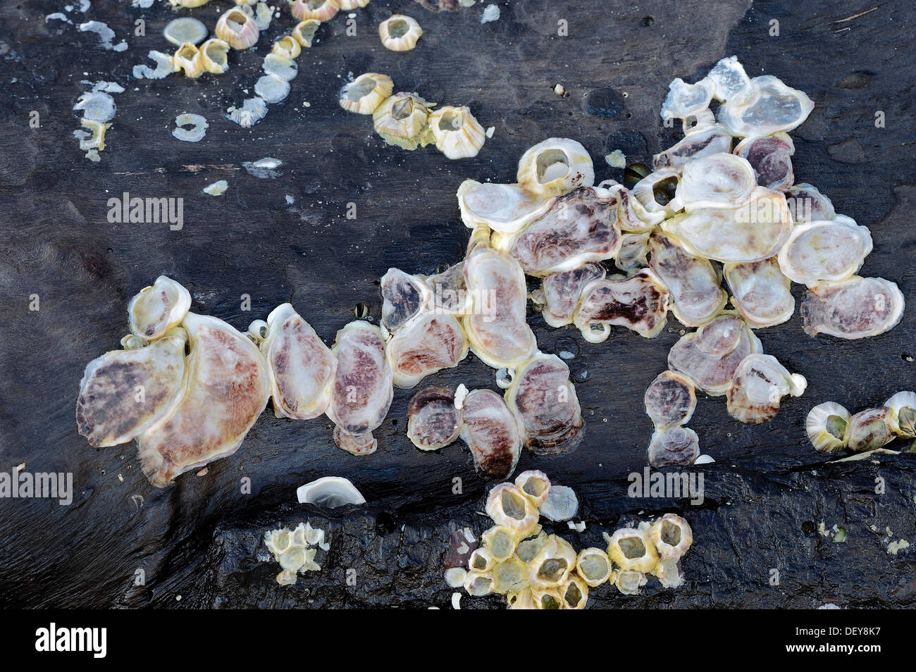 Austern (Crassostrea SP.) und Seepocken (Balanus SP.) auf Treibholz, Captiva Island, Florida, Vereinigte Staaten von Amerika Stockfoto