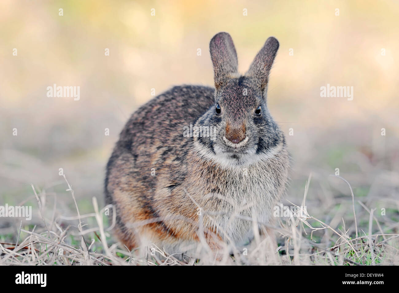 Sumpf-Kaninchen (Sylvilagus Palustris Paludicola), Myakka River State Park, Florida, Vereinigte Staaten von Amerika Stockfoto