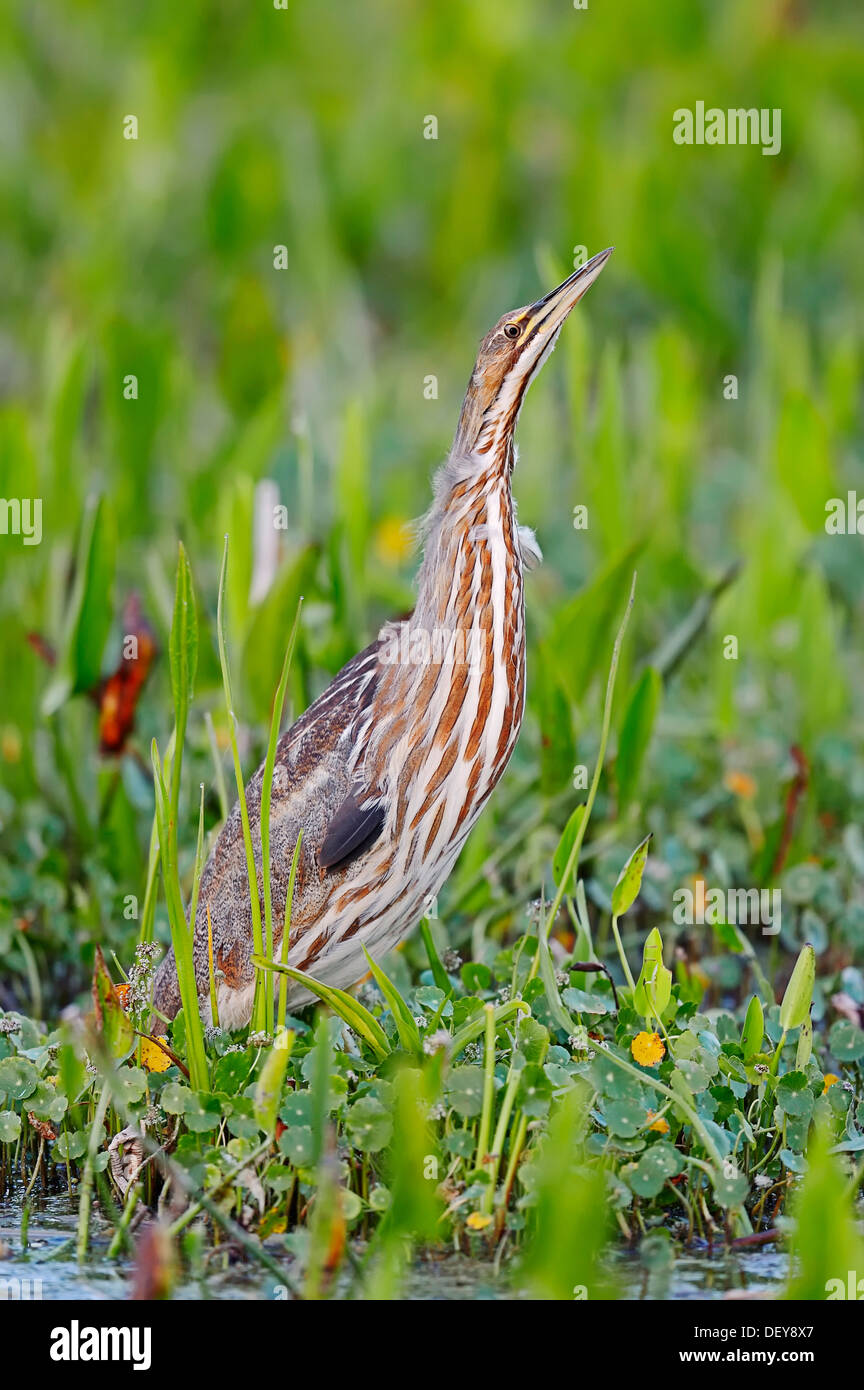 Amerikanische Rohrdommel (Botaurus Lentiginosus), Everglades-Nationalpark, Florida, Vereinigte Staaten von Amerika Stockfoto