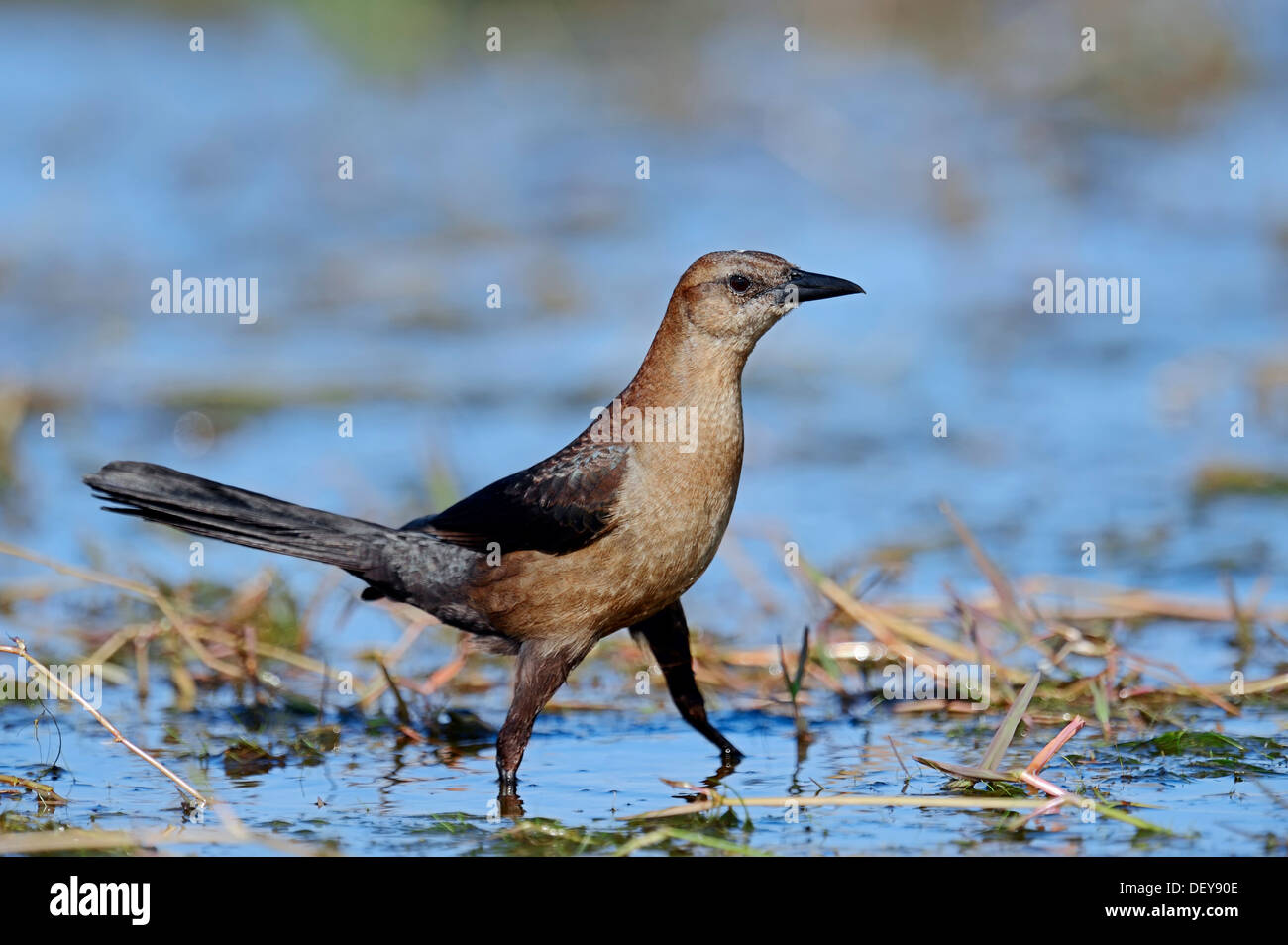 Boot-angebundene Grackle (Quiscalus großen), Weiblich, Florida, United States Stockfoto
