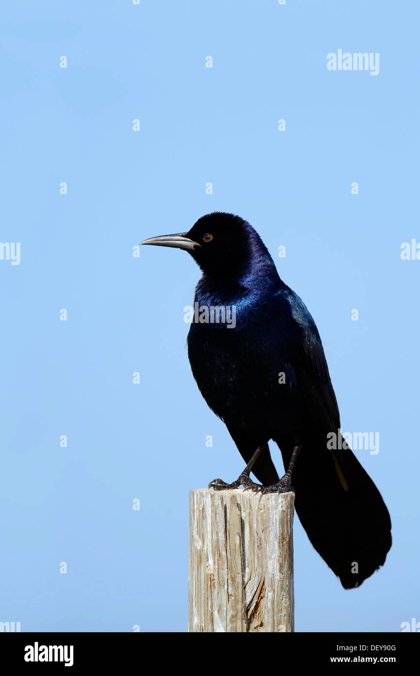 Boot-angebundene Grackle (Quiscalus großen), Männlich, thront auf einem Zaunpfahl, Florida, Vereinigte Staaten Stockfoto