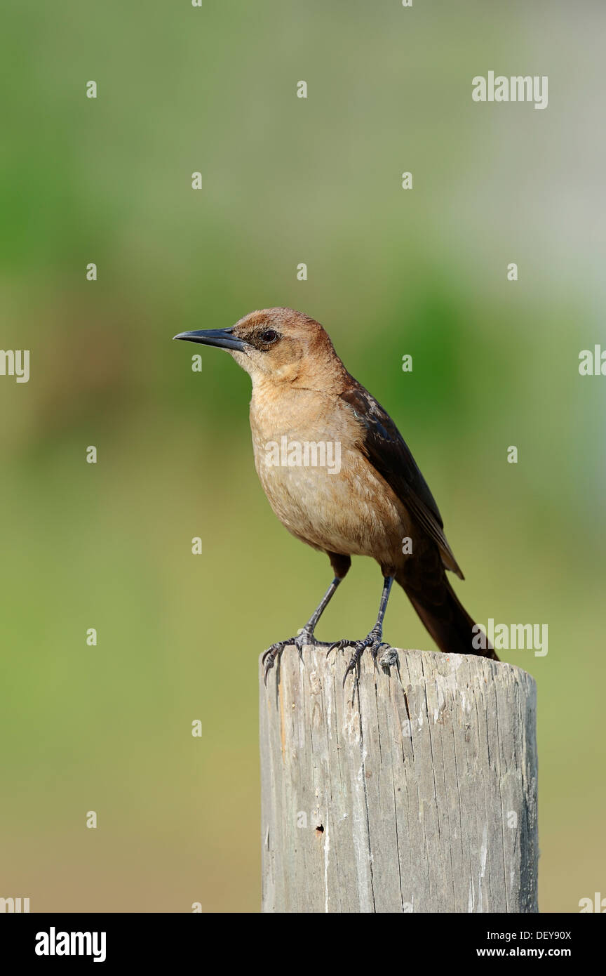 Boot-angebundene Grackle (Quiscalus großen), Weiblich, thront auf einem Zaunpfahl, Florida, Vereinigte Staaten Stockfoto