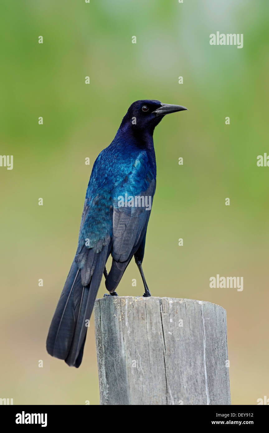 Boot-angebundene Grackle (Quiscalus großen), Männlich, thront auf einem Zaunpfahl, Florida, Vereinigte Staaten Stockfoto
