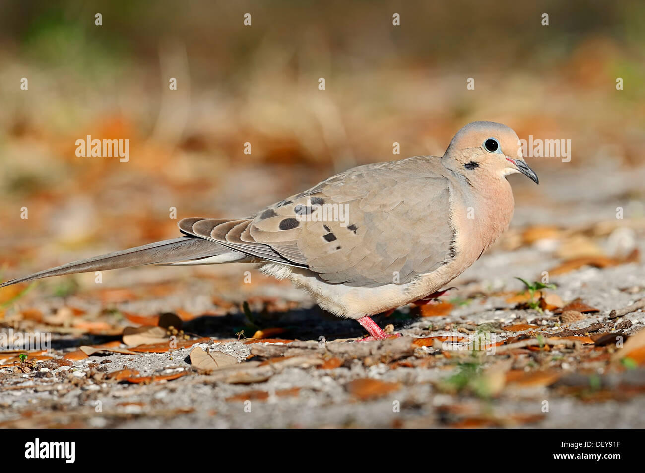 Mourning Dove (Zenaida Macroura), Sanibel Island, Florida, Vereinigte Staaten von Amerika Stockfoto