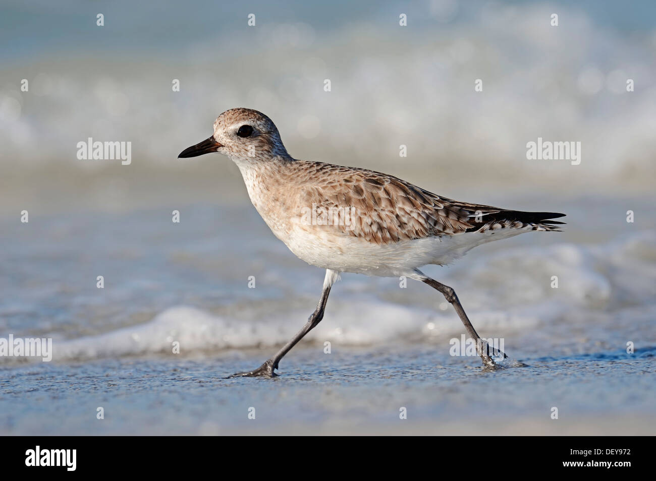 Grey Plover (Pluvialis Squatarola) im Winterkleid, Sanibel Island, Florida, Vereinigte Staaten von Amerika Stockfoto